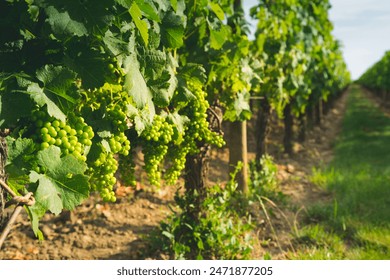 日本免费大黄 日本免费大黄