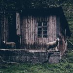 欧美色情费视频网站 3peyoygp