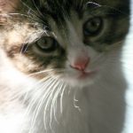 欧美韩日av片 f9nsrevi