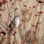 青青草A免费线观A香蕉 o9y80