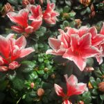 亚洲偷自拍视频在线观看 v360qq0r04