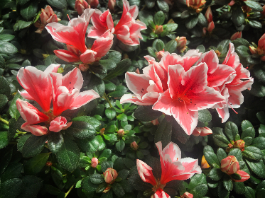 亚洲偷自拍视频在线观看