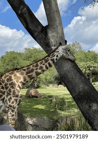 qbittorrent官方下载：获取最新版本，畅享高速下载体验与全面功能