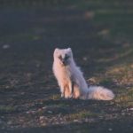 小明成人免费视频福利:探索多样化的成人娱乐资源 kjfmcvrml