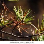 qbittorrent 官方下载:安全高效的BT下载工具 ttk5xg