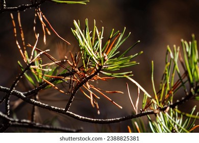 qbittorrent 官方下载：安全高效的BT下载工具