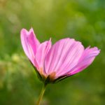 四虎影院 最新网址:畅享最新影视资源,尽在四虎影院! w1j5b572yu