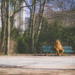 探索GitHub学生包优惠:为学生提供的绝佳资源与机会 58ij2w1yu6