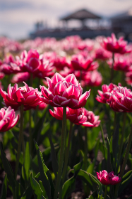 探索男女互动的多功能社交软件推荐