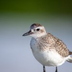 探索GitHub中文社区的最佳资源与交流平台 kor34