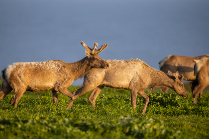 探索MyACG App：动漫爱好者的必备神器